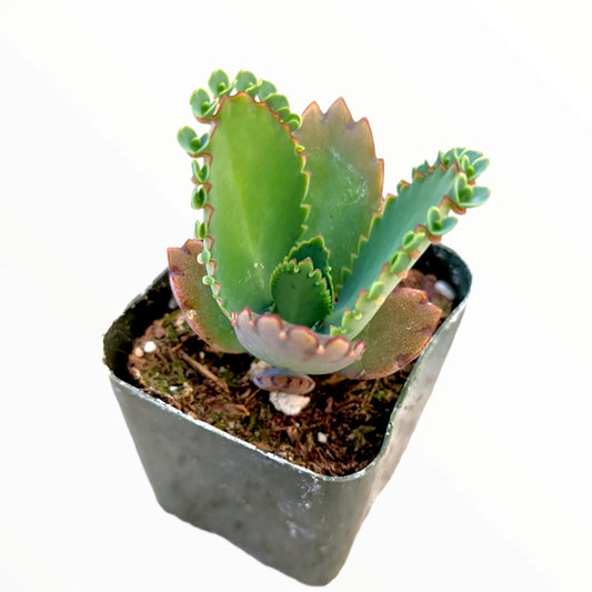 Kalanchoe daigremontiana (small)