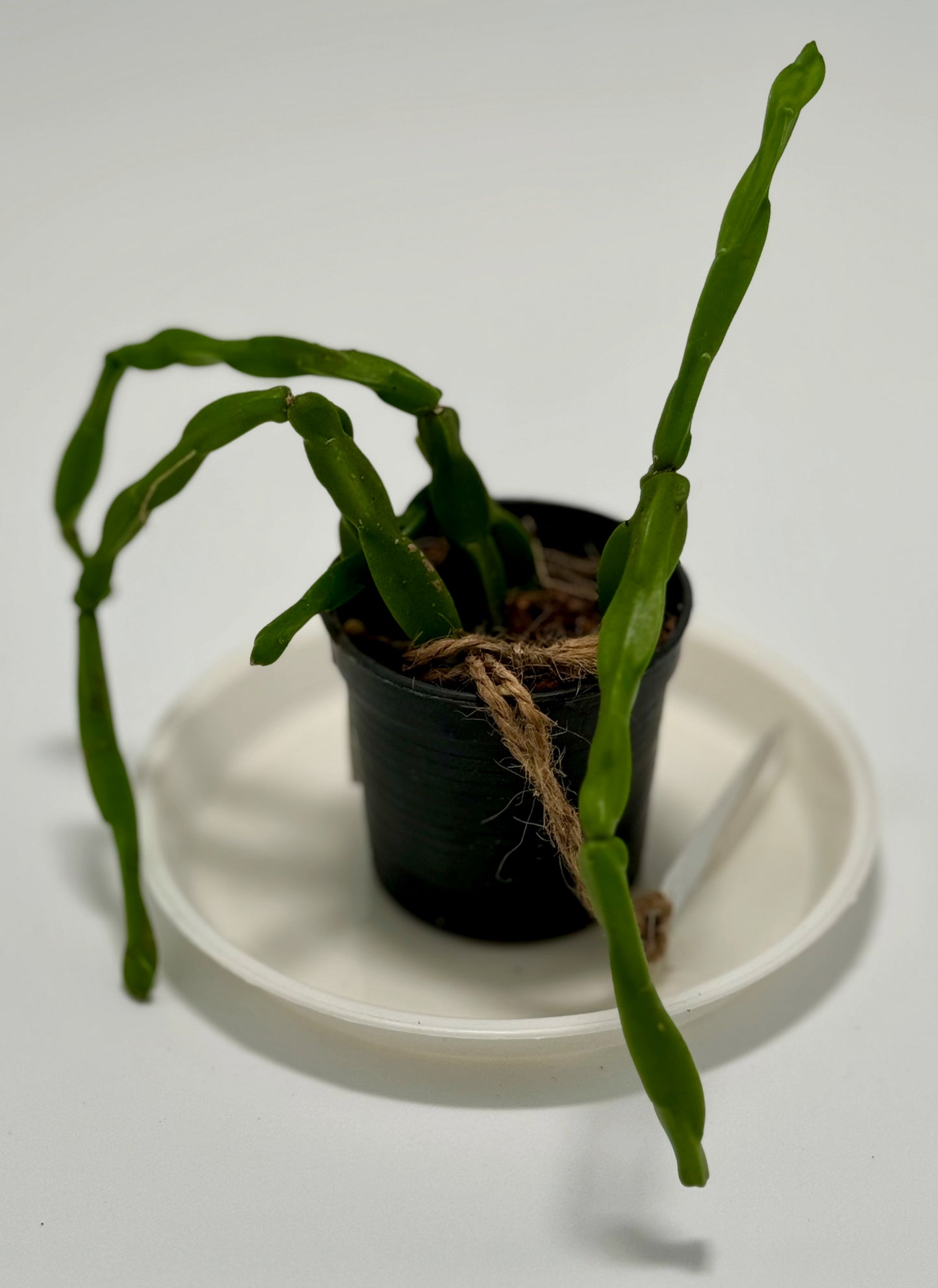 Rhipsalis paradoxa