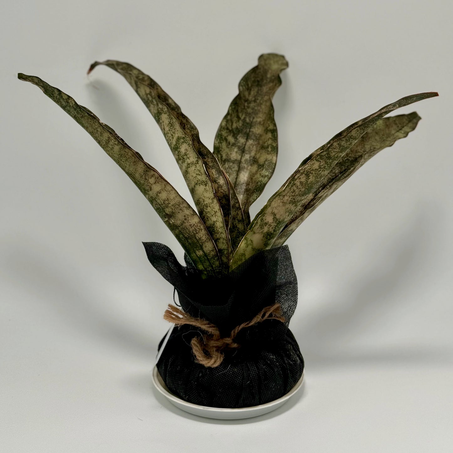 Sansevieria (Dracaena) kirkii 'coppertone'