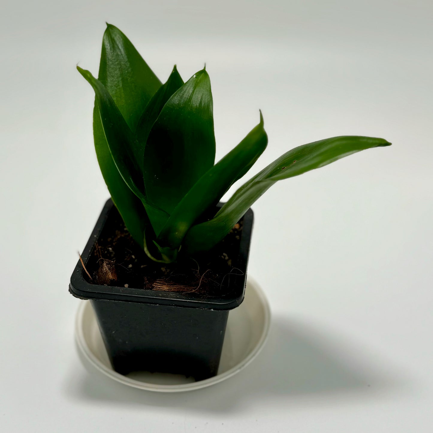 Sansevieria (Dracaena) hahnii 'black jade'