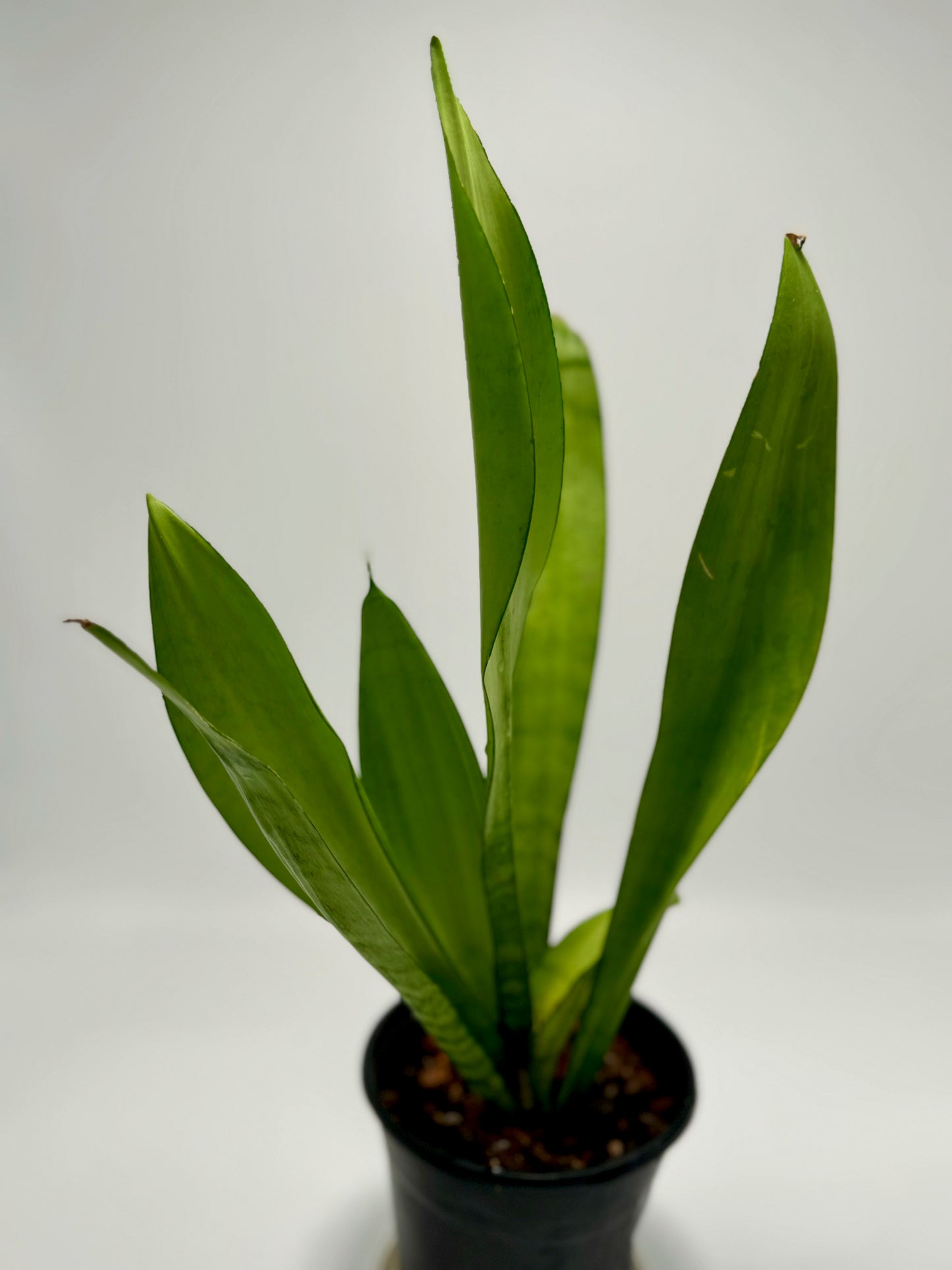 Sansevieria (Dracaena) trifasciata ‘moonshine’