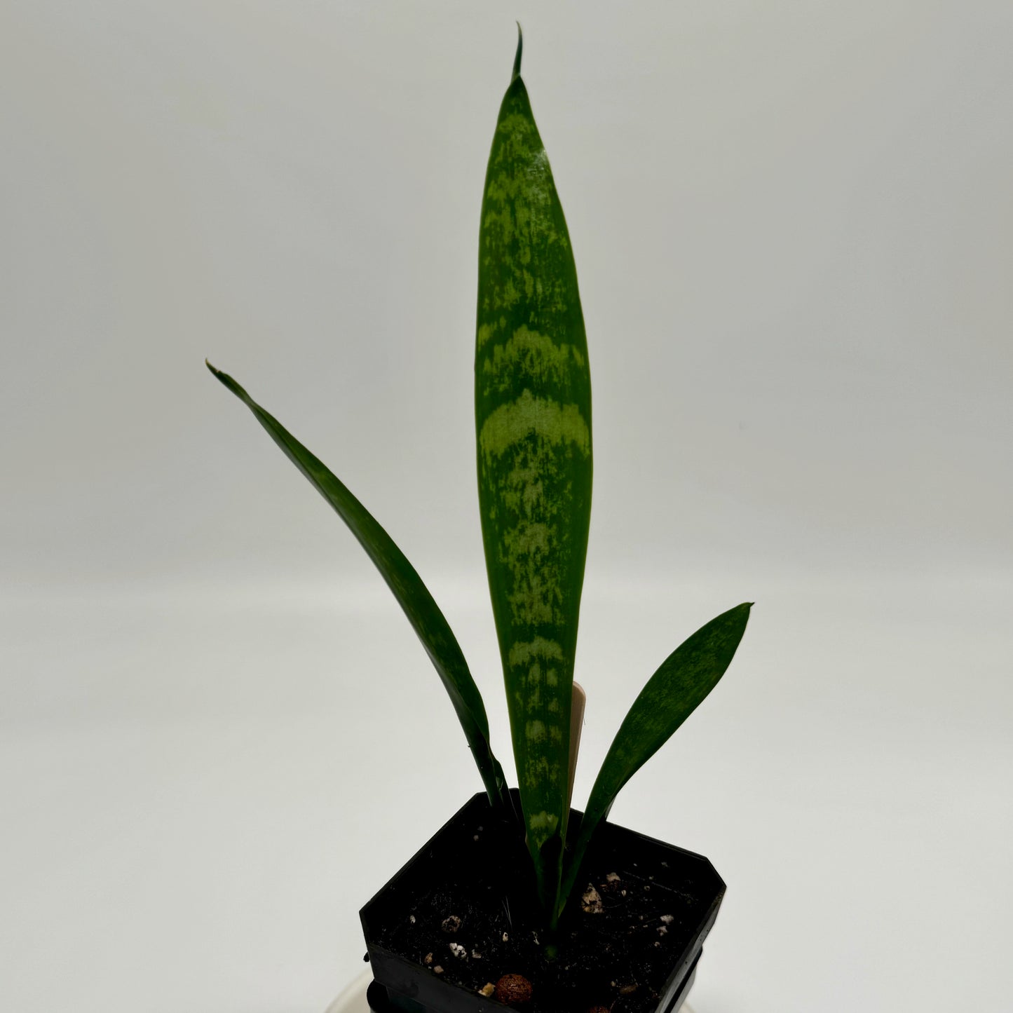 Sansevieria (Dracaena) trifasciata ‘moonshine’ (tall)