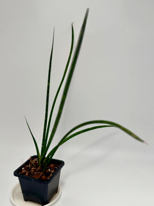 Sansevieria (Dracaena) bacularis 'mikado'