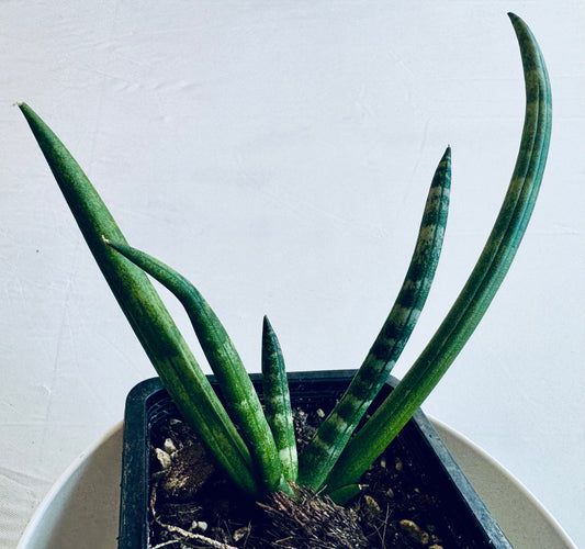 Sansevieria (Dracaena) cylindrica var. patula 'boncel' (small)