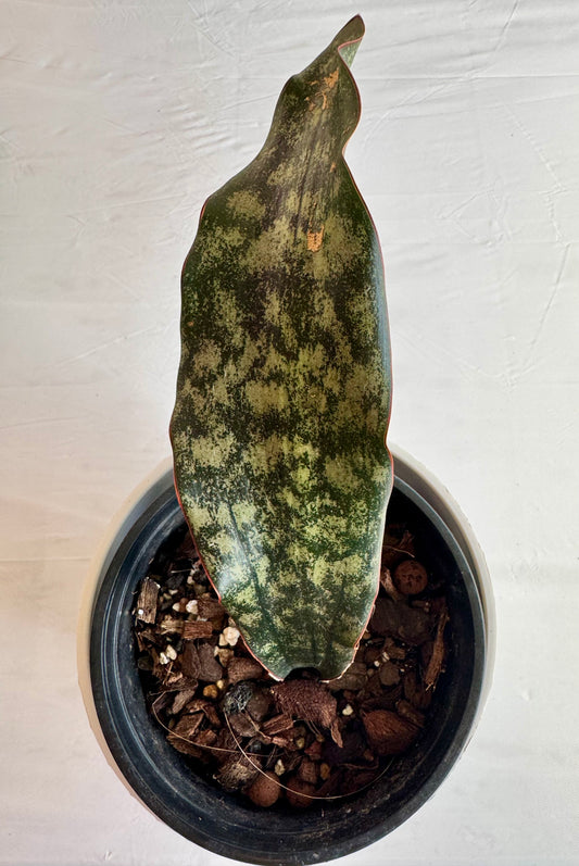 Sansevieria (Dracaena) kirkii 'coppertone'