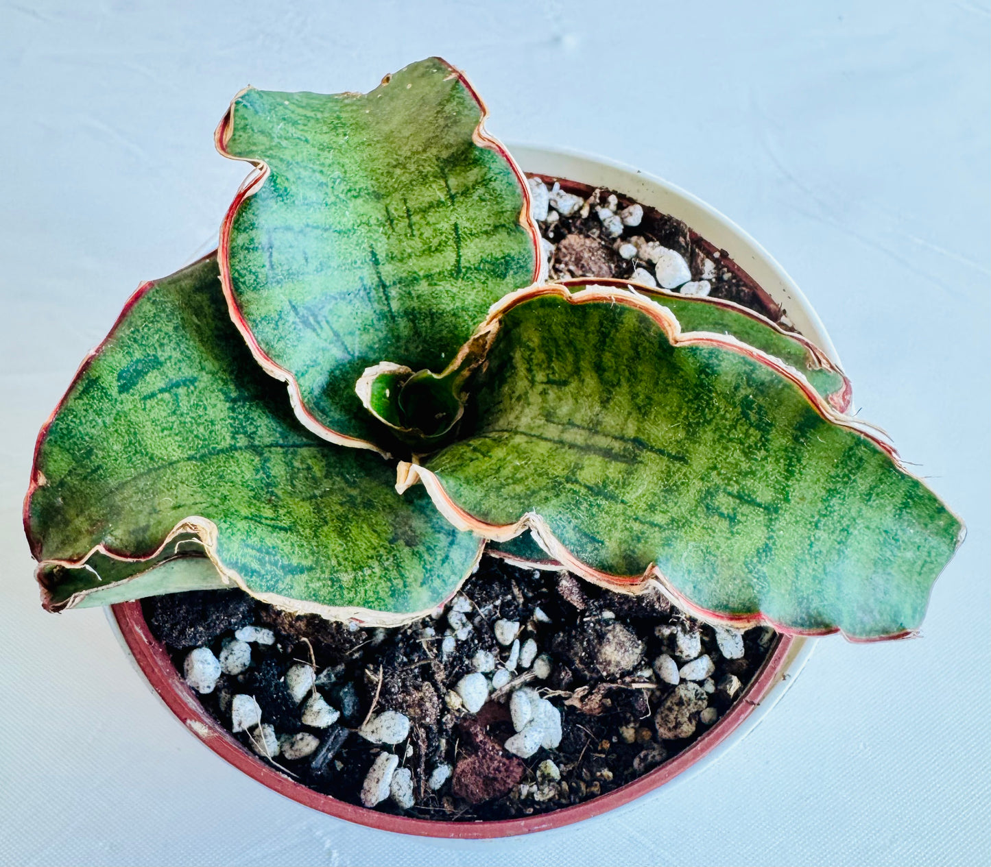 Sansevieria (Dracaena) kirkii cv. 'cleopatra' (small)