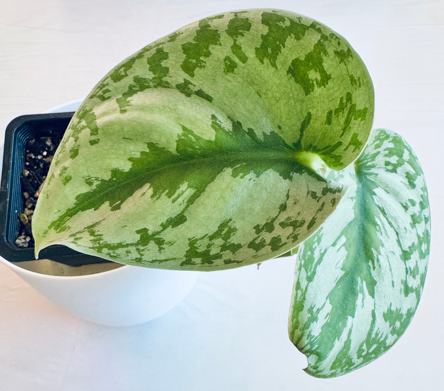 Scindapsus pictus 'exotica'