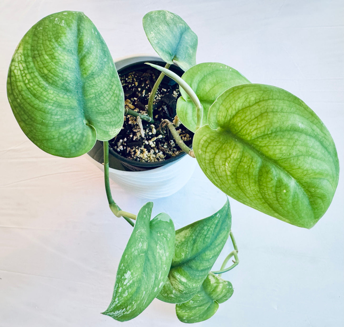 Scindapsus pictus 'jade satin' (large)