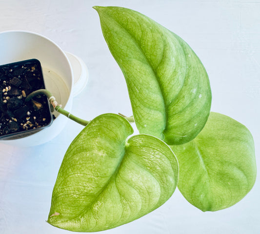 Scindapsus pictus 'jade satin' (med)