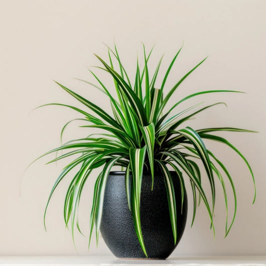 Chlorophytum comosum (spider plant)