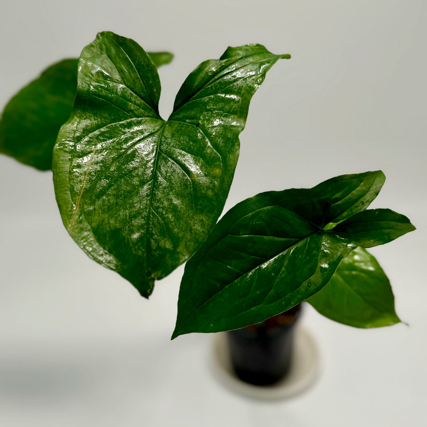 Syngonium podophyllum 'green fantasy'