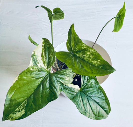 Syngonium podophyllum albovariegata