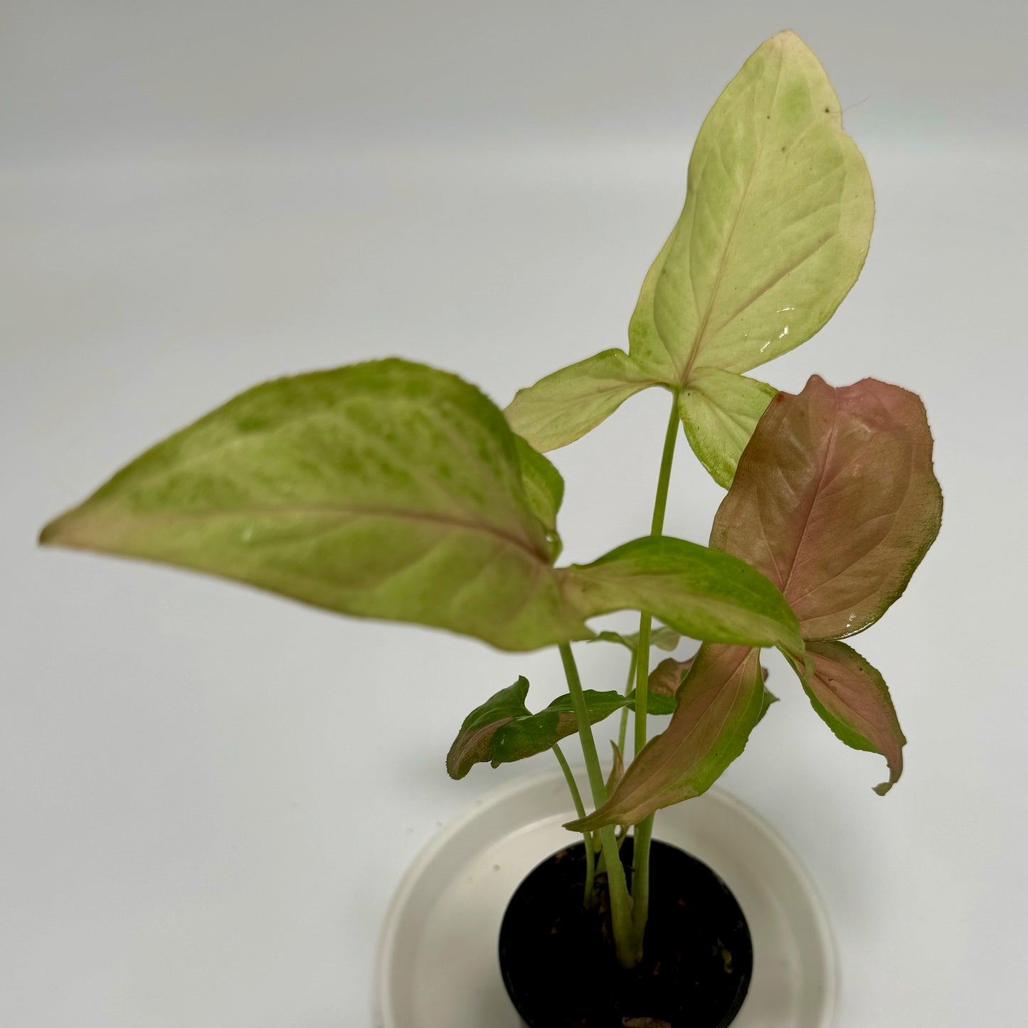 Syngonium podophyllum 'red spot tricolour'