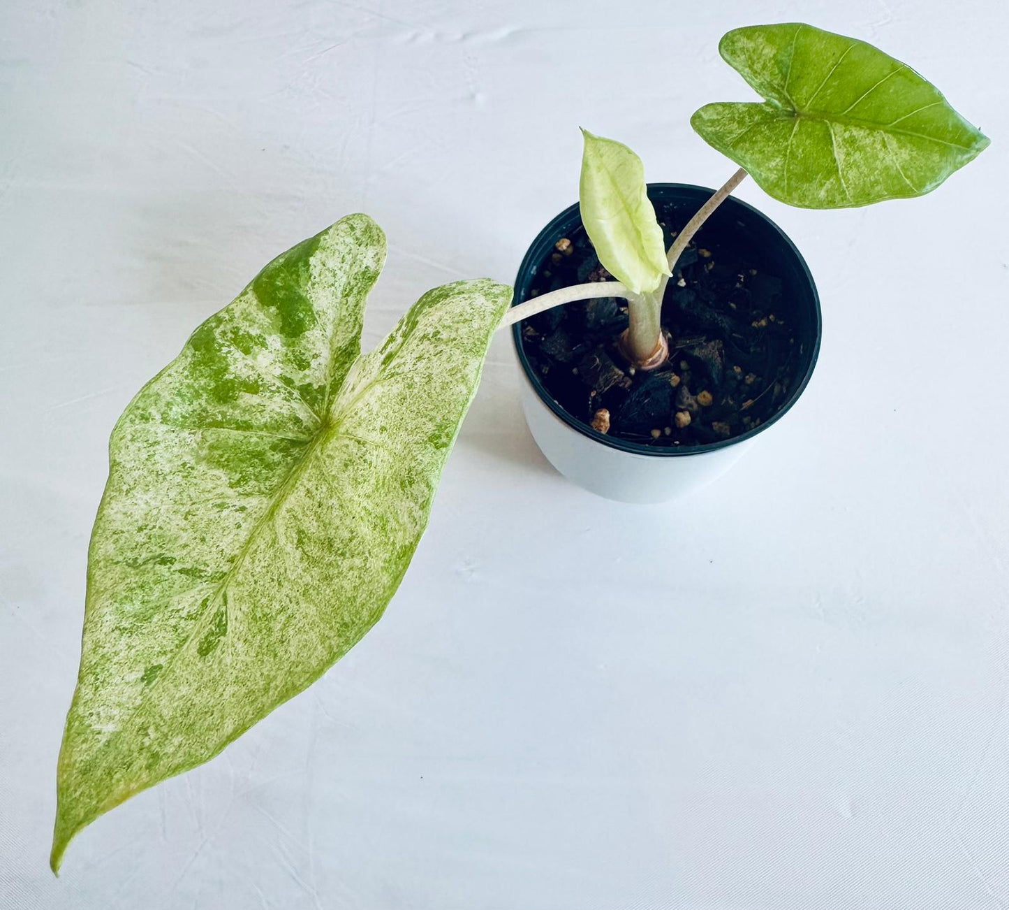 Alocasia gageana aurea