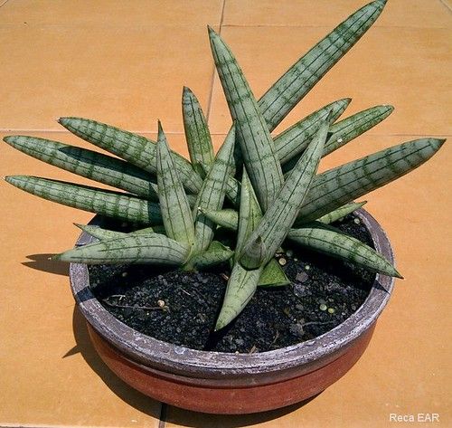 Sansevieria (Dracaena) cylindrica var patula 'boncel' (med)