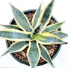 Agave americana variegata
