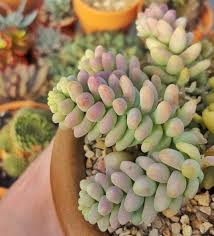 Sedum morganianum (burrow's tail)