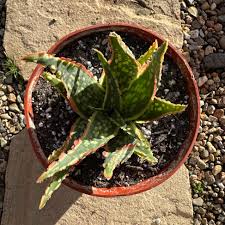 Aloe hybrid 'Krakatoa'