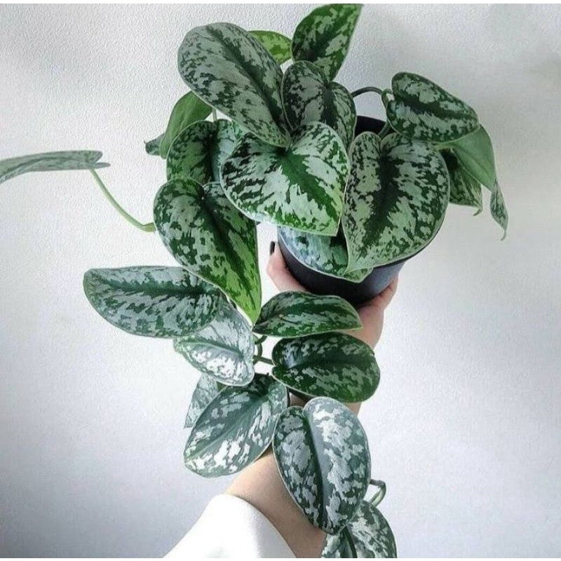 Scindapsus pictus 'indo'
