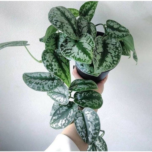 Scindapsus pictus 'indo'